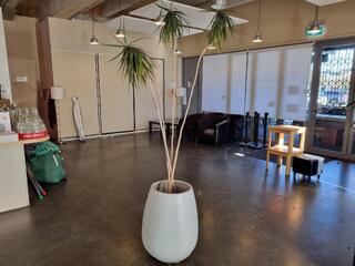 Dracaena Marginata Dragon Tree Potted Plant