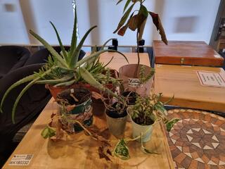 6x Assorted Potted Plants